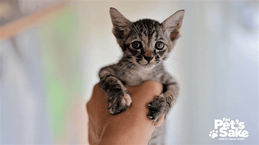 For Pet's Sake: What to know about adopting a pet from an animal shelter