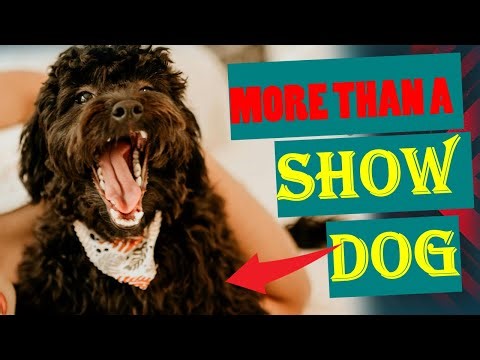 Personality Trait and Characteristic of poodle