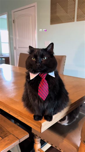 Yo sé que muchos de ustedes no tienen ni idea de qué es la paralexia 😼📚 pero no se preocupen… porque para eso estoy yo… el mejor abogato del mundo mundial 😌⚖️ La paralexia es cuando lees una palabra… pero tu cerebro dice: “mmm… esto se parece a otra cosa… vámonos con esa” y terminas leyendo algo que ni al caso 😂 O sea… tú lees “colachion” y el cerebro “sí, sí… aquí dice colchón, ya vámonos” 🛌 No es que estés fallando… es que el cerebro es flojito y creativo al mismo tiempo 😼 Y bueno… ya qu