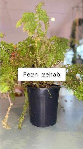 How to Revive a Dying Fern | Easy Plant Care Tips 🌱