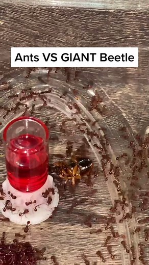 Feeding Giant Beetle to Harvester Ant Colony
