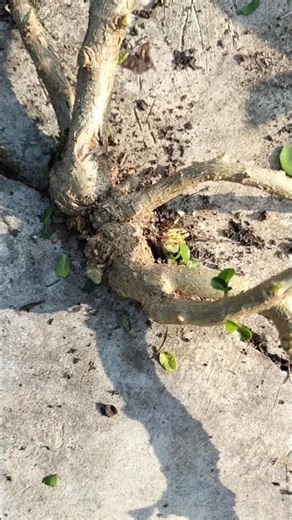 found a unique tree that was trapped😱 #bonsai #shortvideo #nature