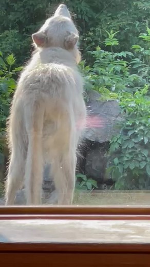 Good morning! Have a howling-good Friday! | International Wolf Center