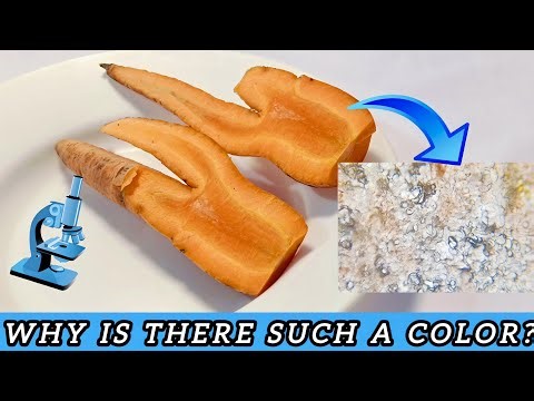 Fact or Illusion? Microscope Reveals the Secret of Silver, Black, and Pink in Carrots!