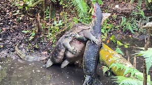 Three monitor lizards are seen fighting in a wildlife park - in what looks like a dinosaur clash