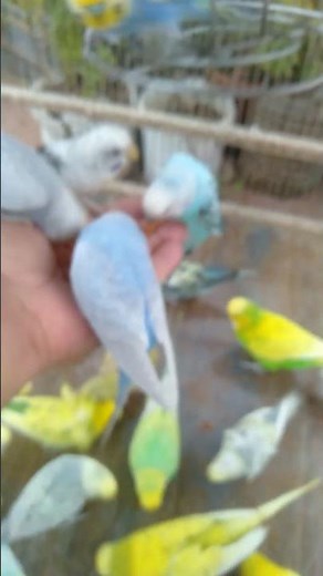 💖 レインボー変異のセキセイインコ 🌈 自然な美しさとかわいさ 🐤 #かわいい #レインボー