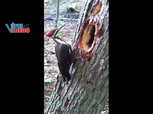 Woodpecker Pecking on Tree | Amazing Nature Footage | Nature is Amazing