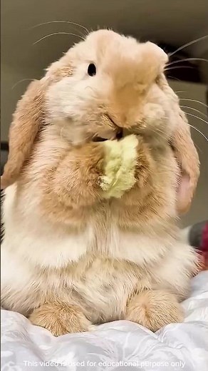 Why Lop-Eared Rabbits Try to Fix Their Ears 🐰 Cute & Funny Truth! #ytshorts #rabbit