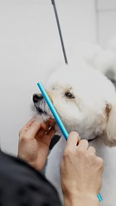 Getting the perfect round face ! #doggrooming | Northern California Grooming Academy