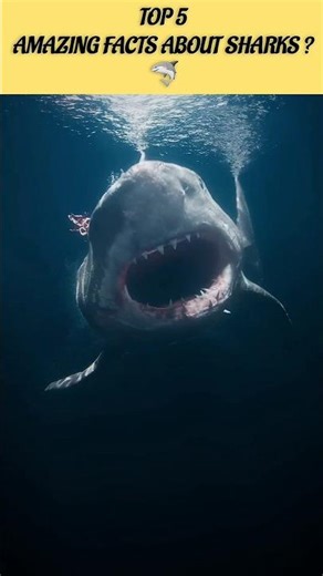 Top 5 Amazing Facts About Sharks #shorts #sharks #facts #animals #top10anything