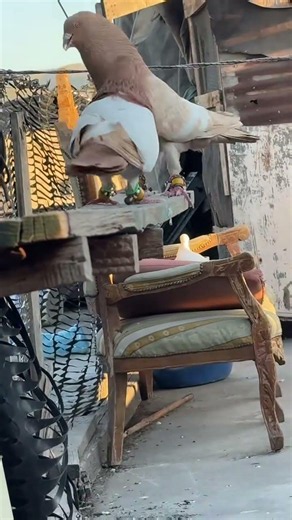 مشمشي اصفر.الحمام عنا احلى