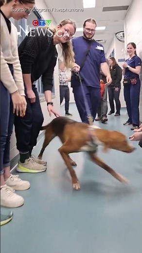 After more than a year at the humane society 'Miller' the large breed dog gets adopted!