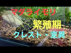 【マダライモリの繁殖期】