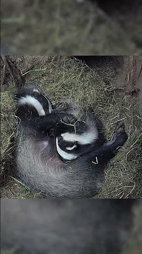 Some super sleepy badgers 🦡😍