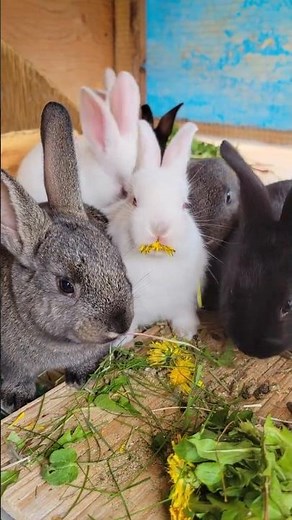 The Cutest Baby Bunny Rabbits