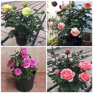393K views · 3.8K shares | How to grow roses from seeds | Beautiful garden | Facebook
