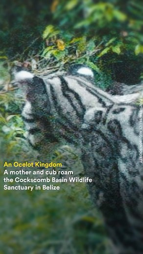 In the jungles of the Cockscomb Basin Wildlife Sanctuary in Belize, an ocelot king and queen roam free. For nearly 20 years, Panthera and the Belize Audubon Society have been studying jaguars in this unique landscape. In addition, we focus on four other cat species that live here, too: pumas, jaguarundis, margays and ocelots. M12-1 and F13-2, two ocelots we have monitored, have recently begun their own ocelot lineage. Using the link in our bio, learn more about the story of how these two ocelots