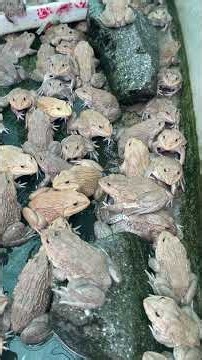 Frog & Bird Sounds #Shorts #viralshorts #animals #animals #birdsong