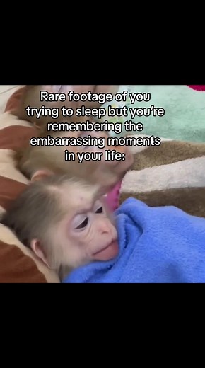 Embarrassing Moments: Nervous Monkey Sleeping Meme