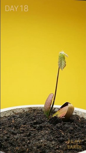 Oak Tree From Acorn Time Lapse(39 Days Time Lapse)