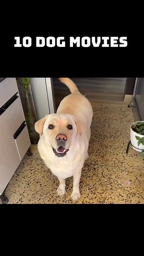2.5K views · 1K reactions | Most of us avoid watching dog movies...