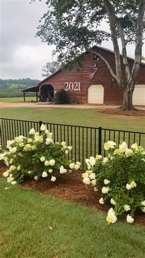 And here's to the 2026 season! 😍 Comment HYDRANGEA for the details on how I grow and care for our limelight's! #hydrangeas #limelights #sc #upstatesc #zone8 | Allie • Farmhouse4010