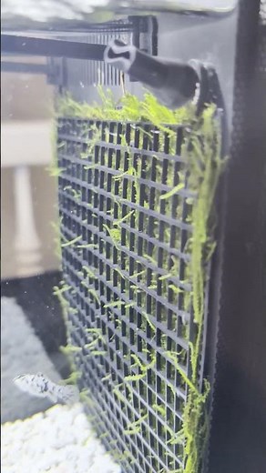 Fluval Spec 2.6 Gallon Aquarium