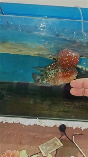 srd flowerhorn monster head #flowerhorn #flowerhornfish