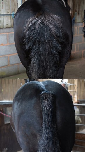 53K views · 415 reactions | Get that show-ring finish in minutes with Smart Grooming Smart Tails Easi-Grip ✨ Designed with your horse’s comfort in mind, it works quickly and smoothly with zero discomfort. Plus, the blades are fully replaceable, so you can swap or change them as needed for a flawless finish every time. Pro Tip: For the best results, dampen the tail and use a tail bandage for about an hour to smooth the hair. 林 | Smart Grooming | Facebook