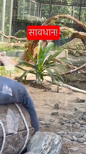 स्लो-मोशन में अजगर की हरकत: प्रकृति का एक अद्भुत नज़ारा।#python#newvideo #shortsfeed