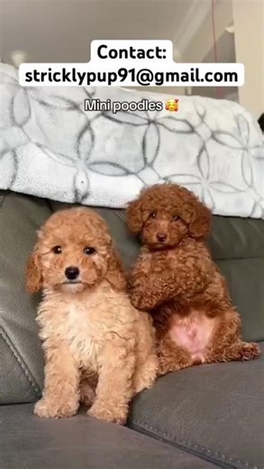 Mini Poodle Puppy Melt Your Heart ❤️ For Sale #poodle