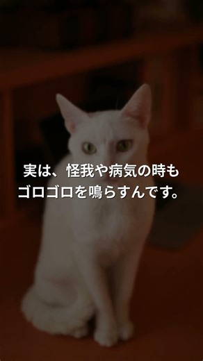 猫のゴロゴロ、本当の理由3つ