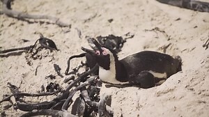 More penguins dying from avian flu at Cape Town's Boulders beach colony