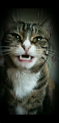 Benson Boone – Beautiful Things | Mein Kater singt 😺 Emotional Cat Cover