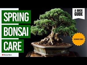 “Spring Bonsai Care: Bonsai Trees For Beginners.”