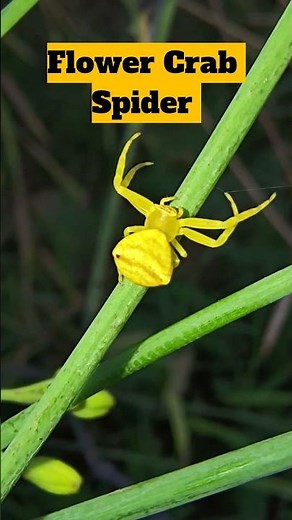 Crab Spider really expands like a crab | Yellow flower Crab spider