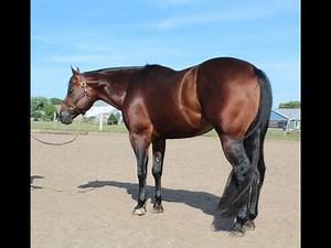 Just Comes Easy, AQHA/APHA (SPB) stallion by AQHA Leading sire Invitation Only
