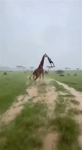 48Man Lifted By Giraffe And Carried Away While Crowd Pursues