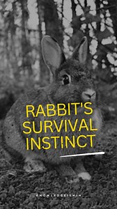 134K views · 760 reactions |  A rabbit often doubles back on its...