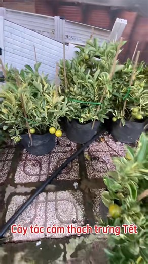 🍊 TẮC CẨM THẠCH – TRƯNG TẾT ĐỘC LẠ, TÀI LỘC KHỞI SẮC 🍊 Tắc cẩm thạch gây ấn tượng với lá loang xanh – trắng lạ mắt, kết hợp cùng trái vàng cam sum xuê, tạo nên vẻ đẹp vừa sang vừa khác biệt cho ngày Tết 🌿✨ Không chỉ là cây cảnh, tắc cẩm thạch còn mang ý nghĩa may mắn – sung túc – khởi đầu hanh thông cho năm mới. ✔️ Lá cẩm thạch đẹp, dáng cây cân đối ✔️ Trái sai, màu đẹp, trưng bền suốt Tết ✔️ Phù hợp trưng phòng khách, ban công, trước nhà ✔️ Lạ mắt – ít đụng hàng, rất được ưa chuộng =========