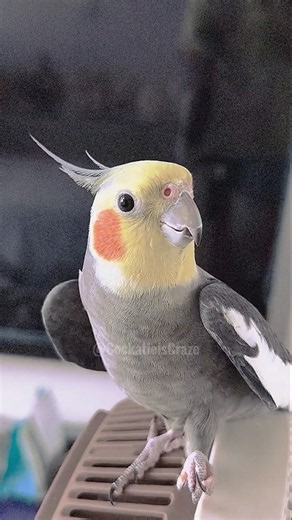 Singing Cockatiel Tunes: How to Teach Your Bird Popular Melodies 🎶🦜☺️ #cutepets #cockatielscraze