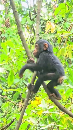 Did you know that a 1 year chimpanze can climb trees?