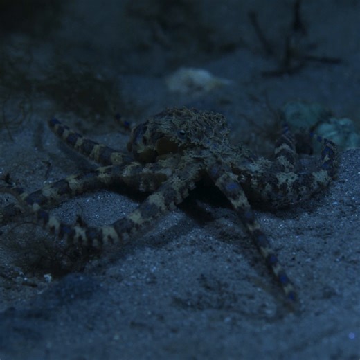 The blue-ringed octopus knows exactly how to scare off potential threats like the stingray. Learn more about these animals in #SecretsOfTheOctopus, narrated by Paul Rudd, now streaming on Disney and Hulu. | National Geographic