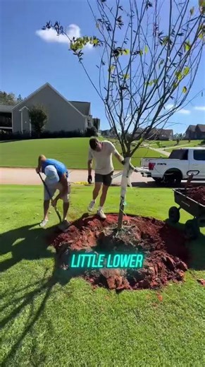 New tree, new beginnings 🌳. This is an Eastern Redbud. It’s native and flowers in the spring 🌸.