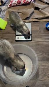 I like to check the ferrets weight every few months. It’s a good way to detect medical problems and monitor their seasonal weight changes. And it’s fun to see how much they’re growing, especially the younger boys Music: Untamed (Instrumental Version) by Ludlów, https://www.epidemicsound.com/music/tracks/1b43c0ee-9fde-466c-a359-a546ff976f1b/ . . . . . . #ferrets #ferretlife #cuteferret #ferretbaby #weightcheck #huron #ferretmom #petcare #ferretmom #cuteanimals #weighin | Ferrettails