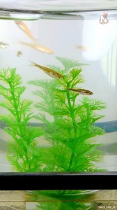 22K views · 108 reactions | How to Make a Vacuum Suspended Fish Tank #CustomAquarium #VacuumSuspension #DIYFishTank #CreativeScienceBuilds | Nighthawkinlight Projects | Facebook