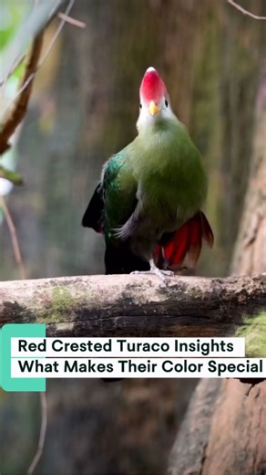 Red crested turaco insights: What makes their color special