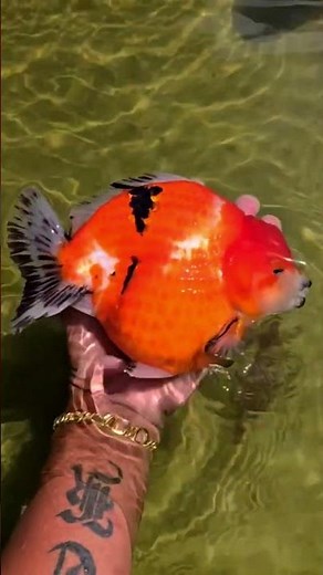 Imported Oranda Goldfishes Farm #fish #goldfish #aquarium