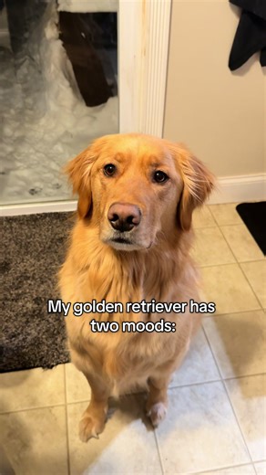Understanding the Two Moods of Golden Retrievers