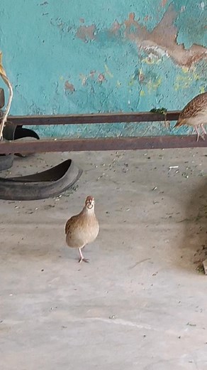 #breedingseason2025 #birdsonearth #birdselite #birdsplanet #birdsphotography #birdsofparadise #birdsnest #birds #birdslover #birdsofafeather | Titar Life Documentry